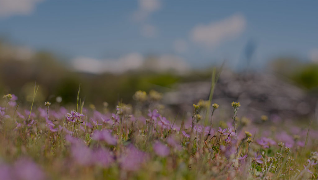 Campo del loteo La Martita con flores silvestres y fondo de cordillera