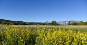 Paisaje del loteo La Martita con campo abierto y flores amarillas
